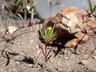 Navarretia breweri, photographed by Martin Purdy