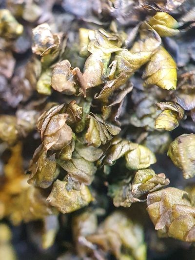 Porella obtusata, photographed by Jonathan Hughes