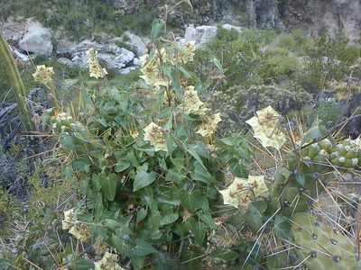 Philibertia solanoides, photographed by cstobie