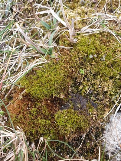 Distichium inclinatum, photographed by Jonathan Hughes