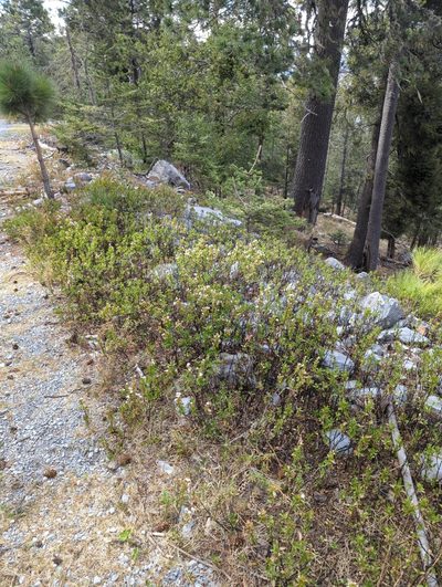 Ageratina campyloclada, photographed by Alan Rockefeller