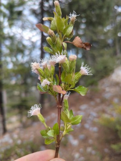 Ageratina campyloclada, photographed by Alan Rockefeller
