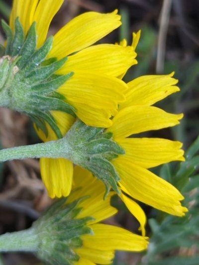 Hymenoxys insignis, photographed by Alan Rockefeller