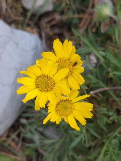 Hymenoxys insignis, photographed by Alan Rockefeller