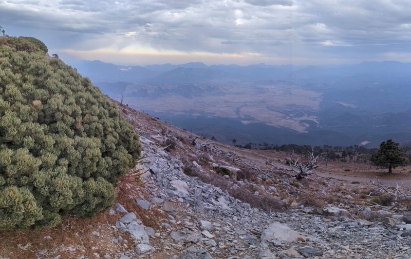 Pinus culminicola, photographed by Alan Rockefeller