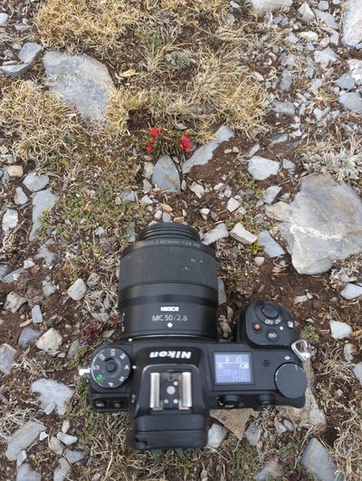 Castilleja bella, photographed by Alan Rockefeller