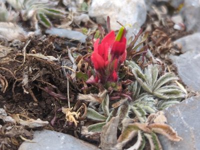Castilleja bella, photographed by Alan Rockefeller