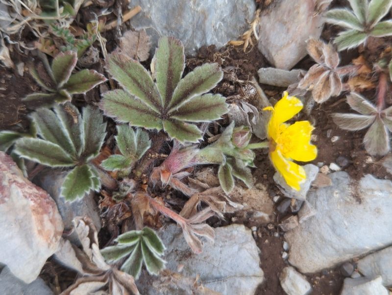 Potentilla leonina, photographed by Alan Rockefeller