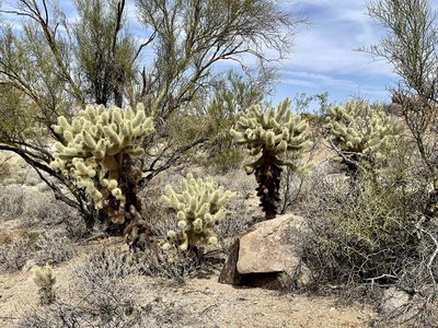 Cylindropuntia bigelovii, photographed by CK2AZ