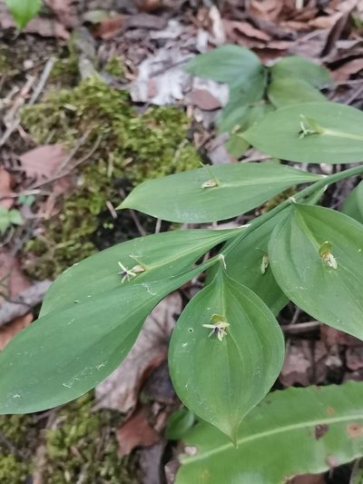Ruscus hypoglossum, photographed by Ljaž