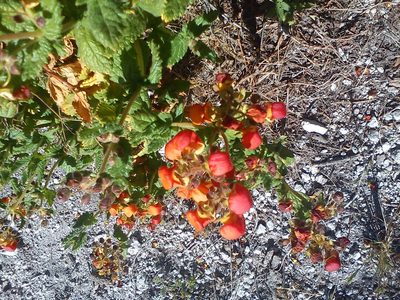 Calceolaria pisacomensis, photographed by cstobie