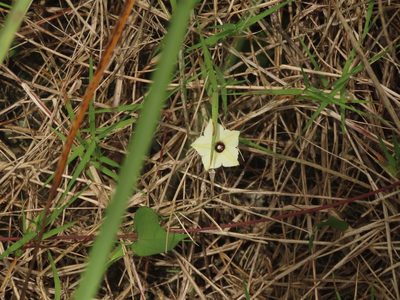 Ipomoea obscura, photographed by chiuluan