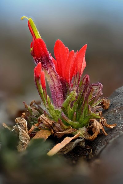 Castilleja bella, photographed by Alan Rockefeller