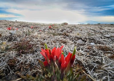 Castilleja bella, photographed by Alan Rockefeller