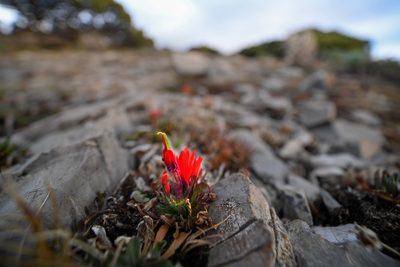 Castilleja bella, photographed by Alan Rockefeller