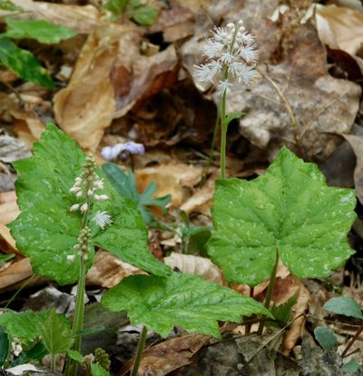 Tiarella austrina, photographed by Michael J. Papay