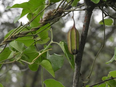 Aristolochia californica, photographed by Mary K. Hanson