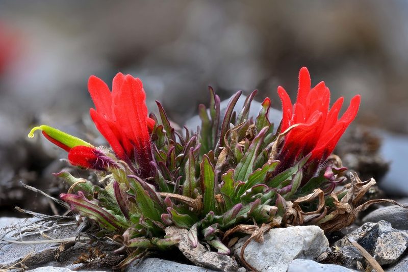 Castilleja bella, photographed by Alan Rockefeller