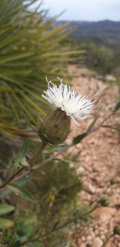 Carduncellus dianius, photographed by Neil Alderson