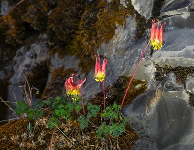 Aquilegia elegantula
