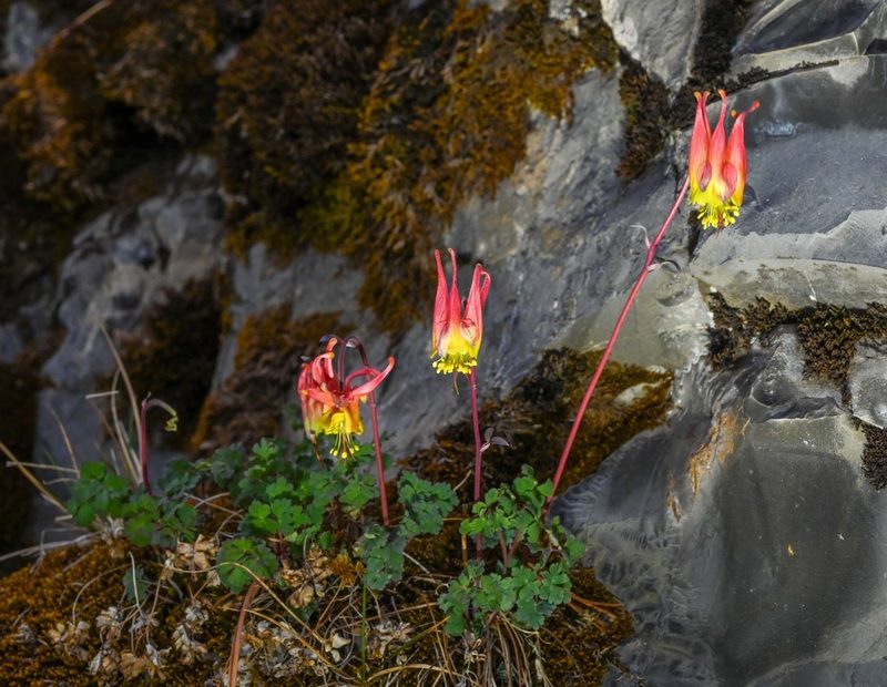 Aquilegia elegantula, photographed by Alan Rockefeller