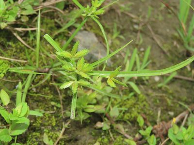 Cyperus compressus, photographed by chiuluan