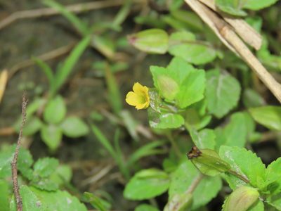 Mecardonia procumbens, photographed by chiuluan