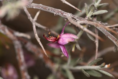 Krameria bicolor, photographed by Trevor Van Loon