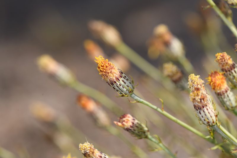 Adenophyllum porophylloides, photographed by Trevor Van Loon
