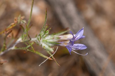 Eriastrum eremicum, photographed by Trevor Van Loon