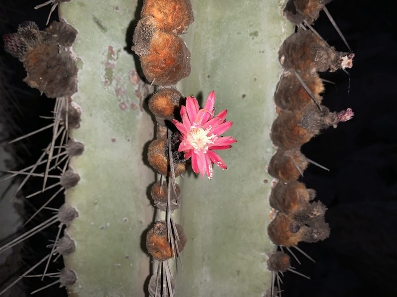 Neoraimondia arequipensis, photographed by Círculo de Investigación en Taxonomía, Florística y Ecología Vegetal