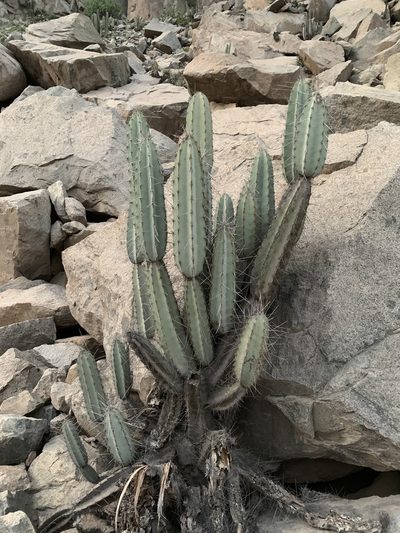 Armatocereus matucanensis, photographed by Círculo de Investigación en Taxonomía, Florística y Ecología Vegetal