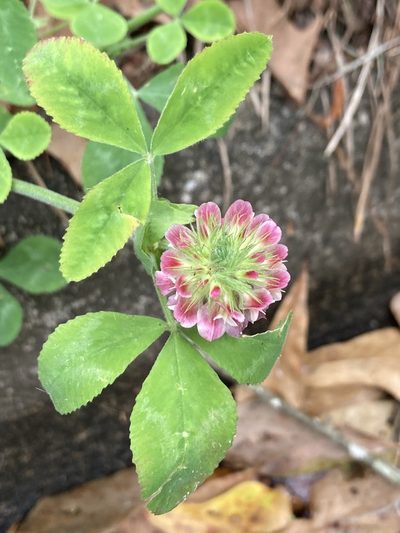Trifolium reflexum, photographed by er-birds