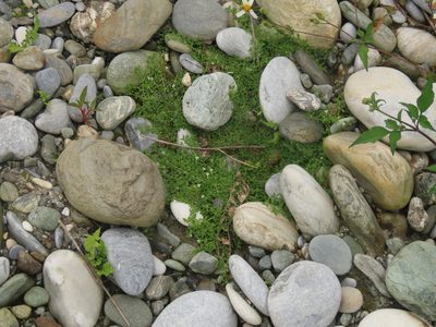 Dentella repens, photographed by chiuluan