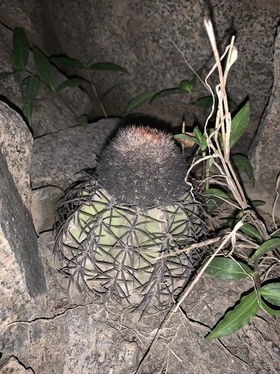 Melocactus peruvianus, photographed by Círculo de Investigación en Taxonomía, Florística y Ecología Vegetal