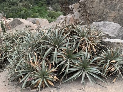 Puya roezlii, photographed by Círculo de Investigación en Taxonomía, Florística y Ecología Vegetal