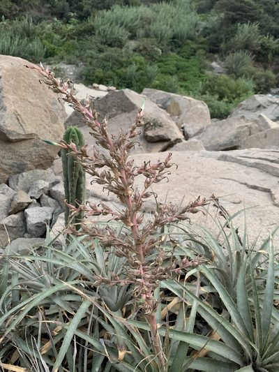 Puya roezlii, photographed by Círculo de Investigación en Taxonomía, Florística y Ecología Vegetal