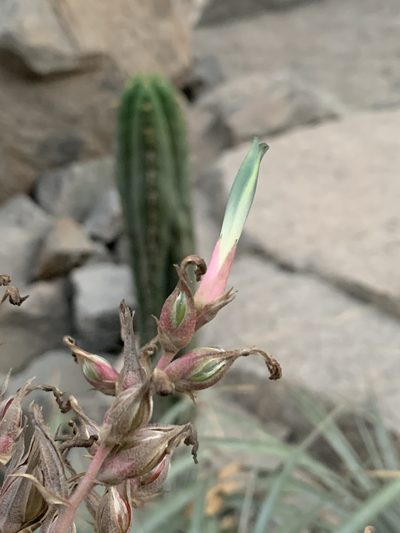 Puya roezlii, photographed by Círculo de Investigación en Taxonomía, Florística y Ecología Vegetal
