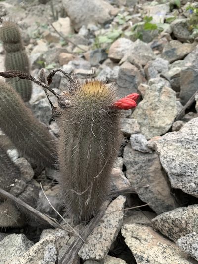 Borzicactus acanthurus, photographed by Círculo de Investigación en Taxonomía, Florística y Ecología Vegetal