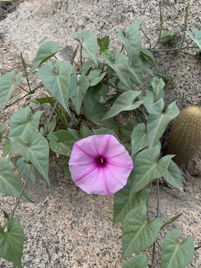 Ipomoea incarnata, photographed by Círculo de Investigación en Taxonomía, Florística y Ecología Vegetal