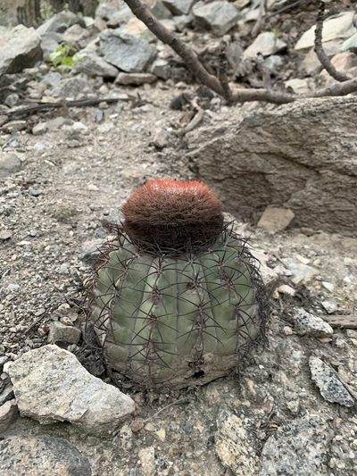 Melocactus peruvianus, photographed by Círculo de Investigación en Taxonomía, Florística y Ecología Vegetal