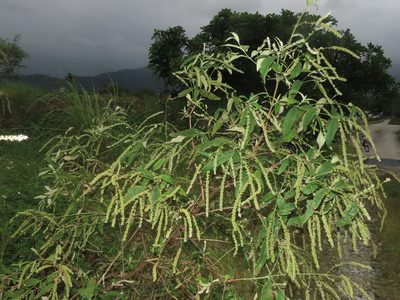 Buddleja asiatica, photographed by chiuluan