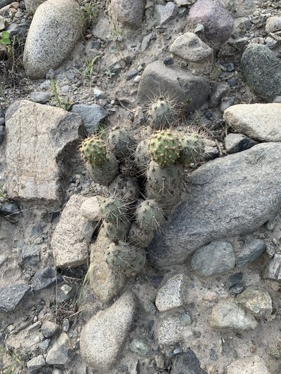 Cumulopuntia sphaerica, photographed by Círculo de Investigación en Taxonomía, Florística y Ecología Vegetal