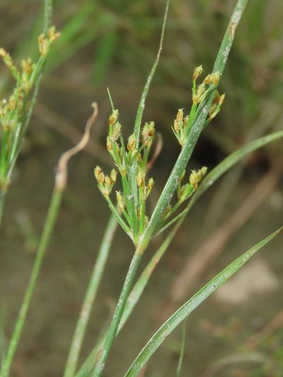 Fimbristylis bisumbellata, photographed by chiuluan