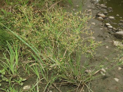 Fimbristylis bisumbellata, photographed by chiuluan