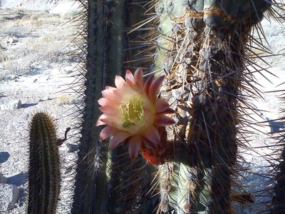 Weberbauerocereus torataensis, photographed by cstobie