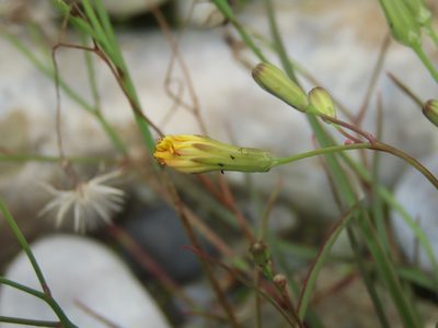 Ixeris tamagawaensis, photographed by chiuluan