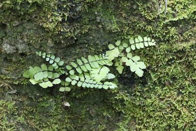 Asplenium resiliens, photographed by er-birds