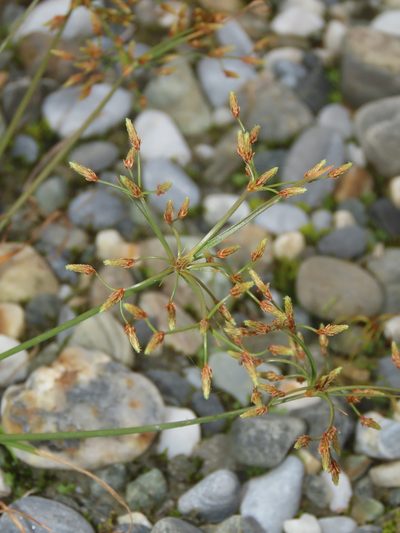 Fimbristylis bisumbellata, photographed by chiuluan