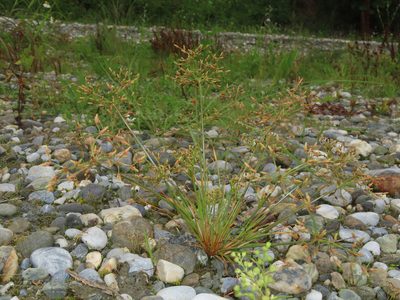 Fimbristylis bisumbellata, photographed by chiuluan